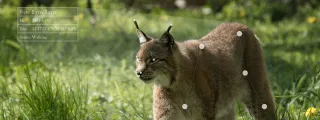 Ein europäischer Luchs steht auf einer Wiese mit hohem Gras. Mehrere Stellen am Körper sind mit weißen Punkten markiert, die ein Netz bilden. Ein Infokasten neben dem Luchs enthält fiktive Daten über das Tier.
