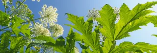 Riesen-Bärenklau (Heracleum mantegazzianum)