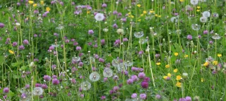 Blumenwiese im Sommer