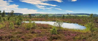 Moorland pike in the Black Moor