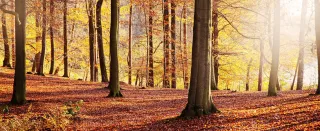 Herbstwald mit rot und braun gefärbten Blättern auf dem Boden