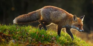 Red fox in green grass in autumn