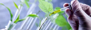 Scientist examine plants