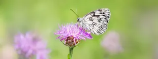 Schmetterling auf Blume