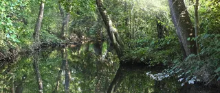 Bachaue mit Spiegelung auf dem Wasser an sonnigem Tag