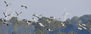 Kraniche (Grus grus) vor einer Windraftanlage