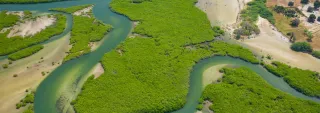 Aerial view of mangrove forest in the Saloum Delta National Park