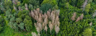 Waldsterben - Nadelhözer sterben aufgrund von Dürre und Klimawandel