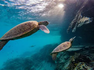 Schildkröten unter Wasser