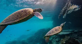Schildkröten unter Wasser