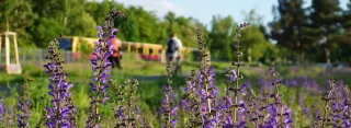 Blühende Wiese mit violetten Blumen im Vordergrund, während im unscharften Hintergrund 2 Personen und ein gelber Zug zu sehen sind. 