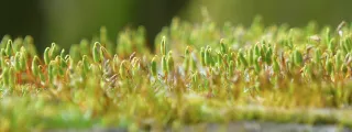 Moos (Bryum spp.) auf einer Mauer (Rees)