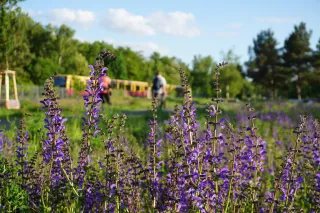 Blühende Wiese mit violetten Blumen im Vordergrund, während im unscharften Hintergrund 2 Personen und ein gelber Zug zu sehen sind. 