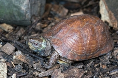 Dosenschildkröte