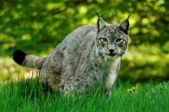 Luchs