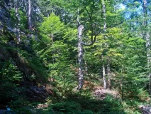 Lebensraum des Luchses im Bayerischen Wald.