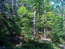 Lebensraum des Luchses im Bayerischen Wald.