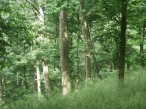 Naturnah bewirtschafteter Eichen-Hainbuchenbestand im nördlichen Steigerwald, Bayern 