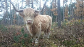 Auf der Abbildung sieht man ein schottisches Hochlandrind im lichten Wald