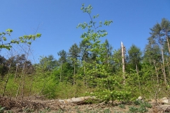 Ehemaliger Buchenvoranbau nach kalamitätsbedingter Nutzung des Nadelholzes im Kottenforst bei Bonn