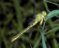 Männchen der Asiatischen Keiljungfer