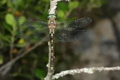 Männchen der Gekielten Smaragdlibelle