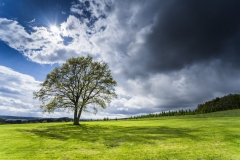 Baum in der Landschaft