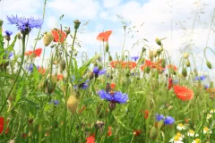 Regiosaatgut-Mischung mit Kornblume und Klatschmohn