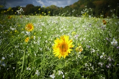 Kulturpflanzenmischung mit Sonnenblume als Blickfang