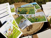 Paket der Saatgutaktion (Regiosaatgut-Mischung) im Ursprungsgebiet 2