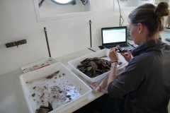 Schalen der Europäischen Austern werden auf einem Schiff vermessen und das Wachstum so überprüft