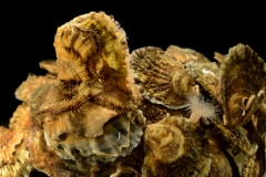 Europäische Austern bieten durch ihre Riffe einen Lebensraum für viele andere Lebewesen 
