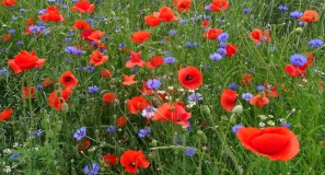 Blühender Ackerrandstreifen mit Mohn und Kornblumen.