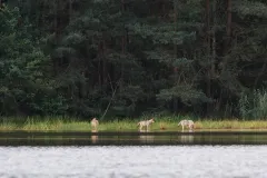 Drei junge Wölfe an einem Gewässer