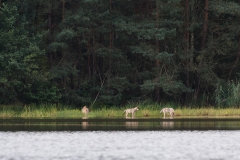 Drei junge Wölfe an einem Gewässer