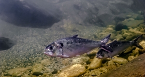 Adulte Finten (Alosa fallax) leben im Meer, wandern aber zum Laichen in die Flussläufe