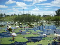  Seerosen und Ufervegetation im Okavangodelta in Botswana.