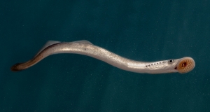 Nach einigen Monaten wandern junge Meerneunaugen (Petromyzon marinus) von den Flussläufen ins offene Meer