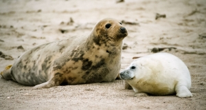 Kegelrobbe (Halichoerus grypus) mit Jungtier auf Helgoland