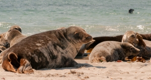 Kegelrobben (Halichoerus grypus) vor Helgoland