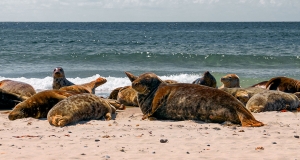 Kegelrobben vor Helgoland