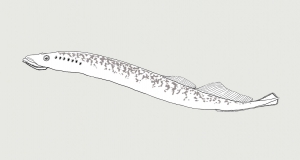Meerneunauge (Petromyzon marinus)