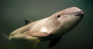 Harbour porpoise under water