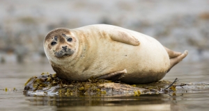 Seehunde an der Ostseeküste ruhen auch gern auf Steinen