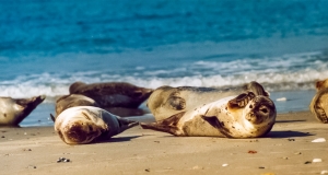 Seehunde (Phoca vitulina) am Strand