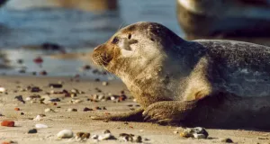 Seehunde haben eine kurze Schnauze
