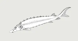 Stoer, Zeichnung Dr. Henrike Seibel