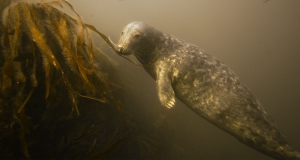 Tauchende Kegelrobbe (Halichoerus grypus)