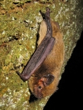 Fledermaus der Art Rauhautfledermaus