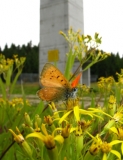 Dukatenfalter auf Blüte vor Betonturm